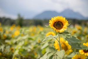 Tournesol